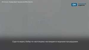 Орловцы запечатлели бобра за водными процедурами