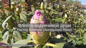 Флейта задумчивой души