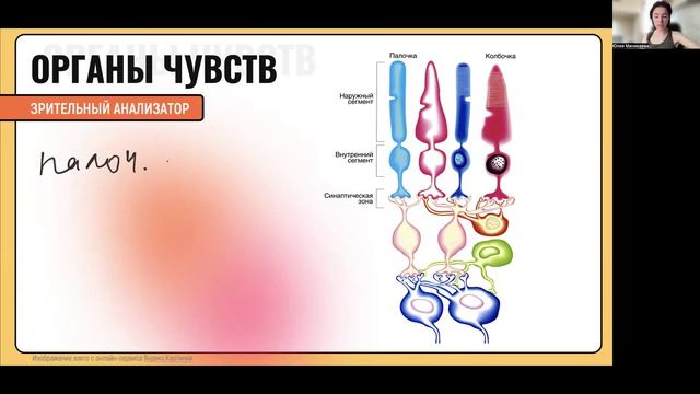 Органы чувств
