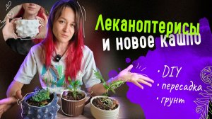 🤲🪴 Новое кашпо и пересадка леканоптерисов: Татсута, Депариоидес, Мирабилис / DIY, пересадки, грунт