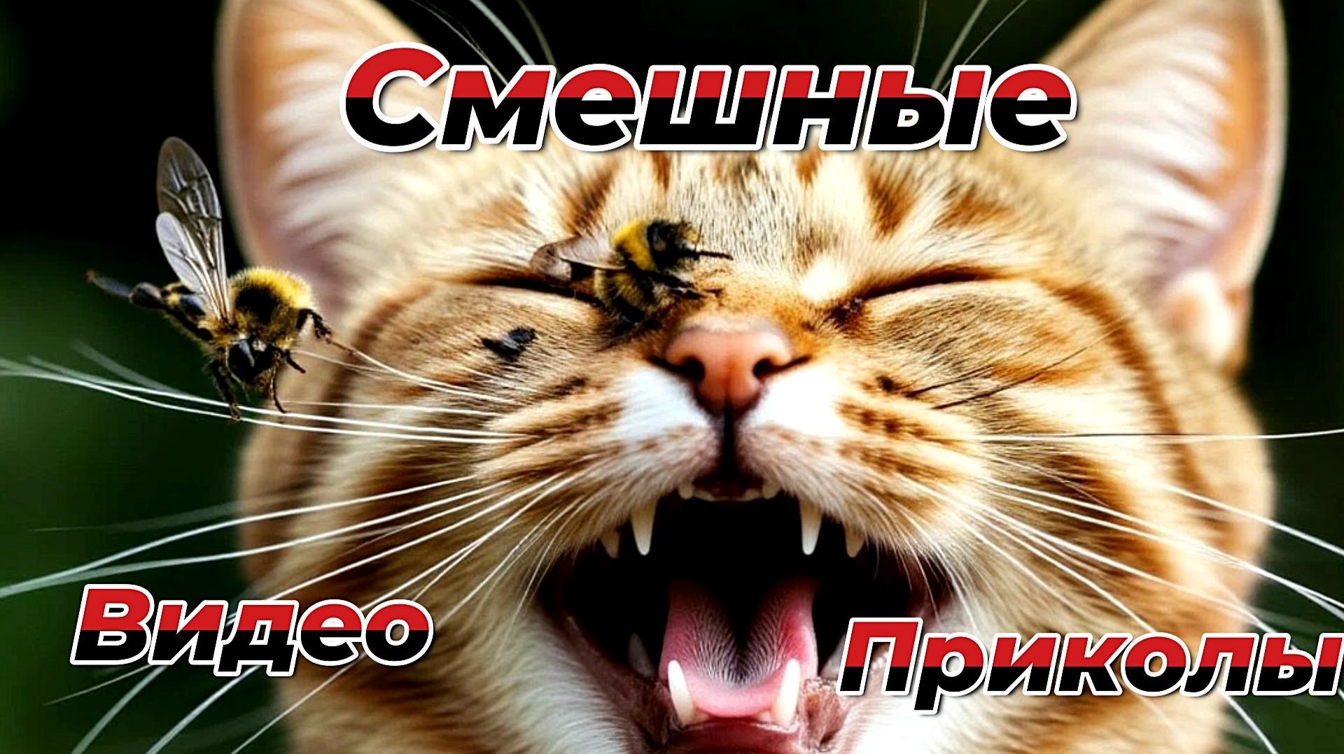 Смешные видео приколы|Коты и собаки