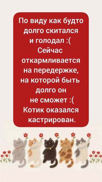 Ищет дом мальчик-вислоушка. #Москва