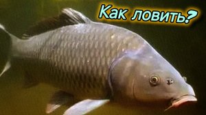 Карп | Как Поймать Карпа в Мае? Где Искать и На Что Ловить Карпа?Лучшие Наживки и Прикормка на Карпа