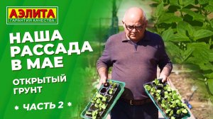 Наша рассада для открытого грунта: Часть 2