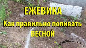 Как правильно поливать ЕЖЕВИКУ весной