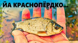 Искал краснопёрку, а нашёл...