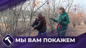 Мы вам покажем: Уход за яблоней