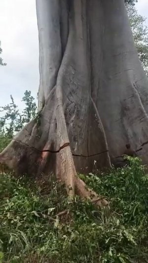 На этом видео негр в Африке пилит баобаб, которому, как утверждается, полторы тысячи лет. 

Негр пла
