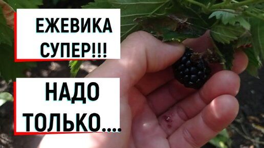 #ежевика ЕЖЕВИКА СУПЕР!!!НАДО ТОЛЬКО...#натчез#ягодныйкустарник#сортежевики#ежевикавыр