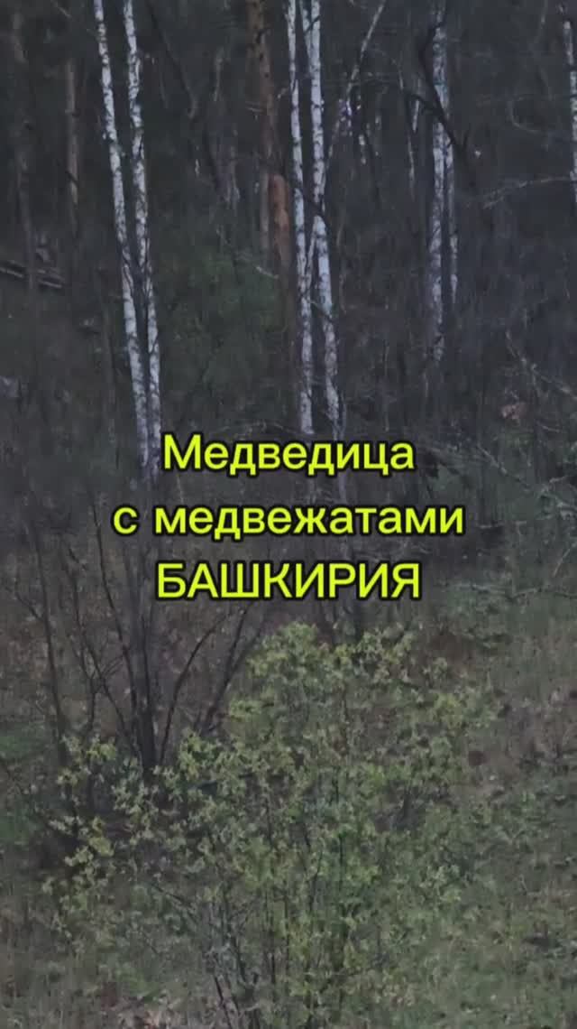 Встретили медведей в Башкирии
