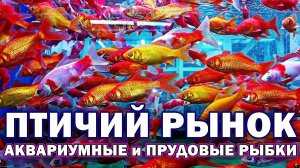 Обзор Аквариумных и Прудовых рыбок и растений на птичке 2026!