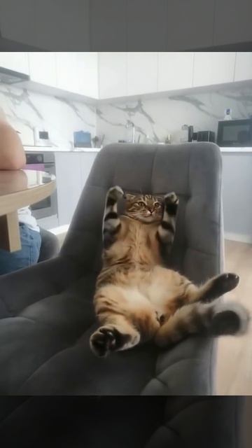 ИИ+ Ави =.🐈💃