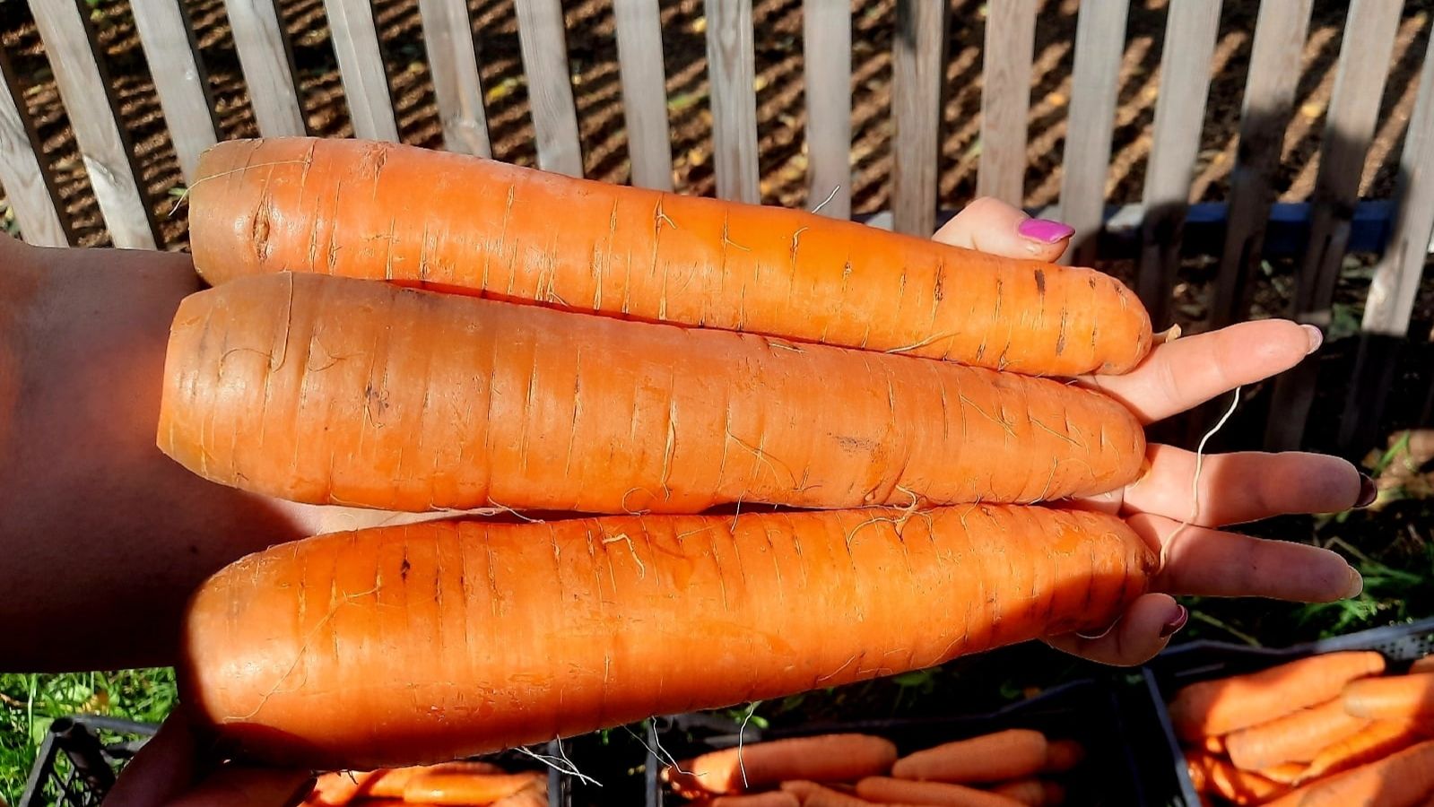 Соблюдайте ЭТИ ПРАВИЛА ПОСЕВА и МОРКОВЬ вырастет РОВНАЯ, УРОЖАЙНАЯ и ВКУСНАЯ!!