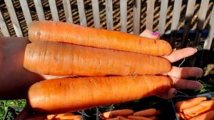 Соблюдайте ЭТИ ПРАВИЛА ПОСЕВА и МОРКОВЬ вырастет РОВНАЯ, УРОЖАЙНАЯ и ВКУСНАЯ!!