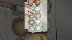 от чего зависит размер яйца у курицы