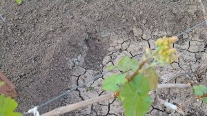 НОВИНКИ ГФ ВИНОГРАДА С КРУПНЫМИ СОЦВЕТИЯМИ!!!