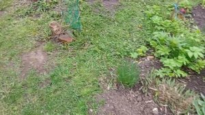 Какую красоту купила.Сажаю цветочки 🌹