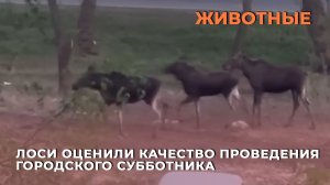 Лоси оценили качество проведения городского субботника