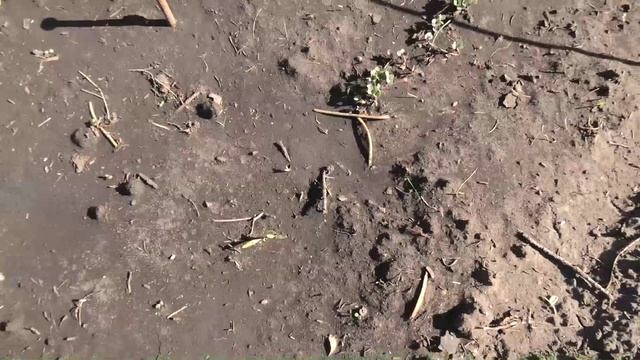 Всходы безрассадной капусты
