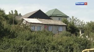 Дачников обязали уничтожать борщевик и другие опасные сорняки на участках