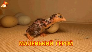 Первые минуты жизни цыплёнка в инкубаторе мокрый, слабый, но уже настоящий герой