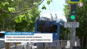 Около 300 новых деревьев высадили в Севастополе
