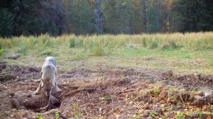 ВОЛКИ НА ПРИВАДЕ. КТО УГАДАЕТ СКОЛЬКО  ВСЕГО?