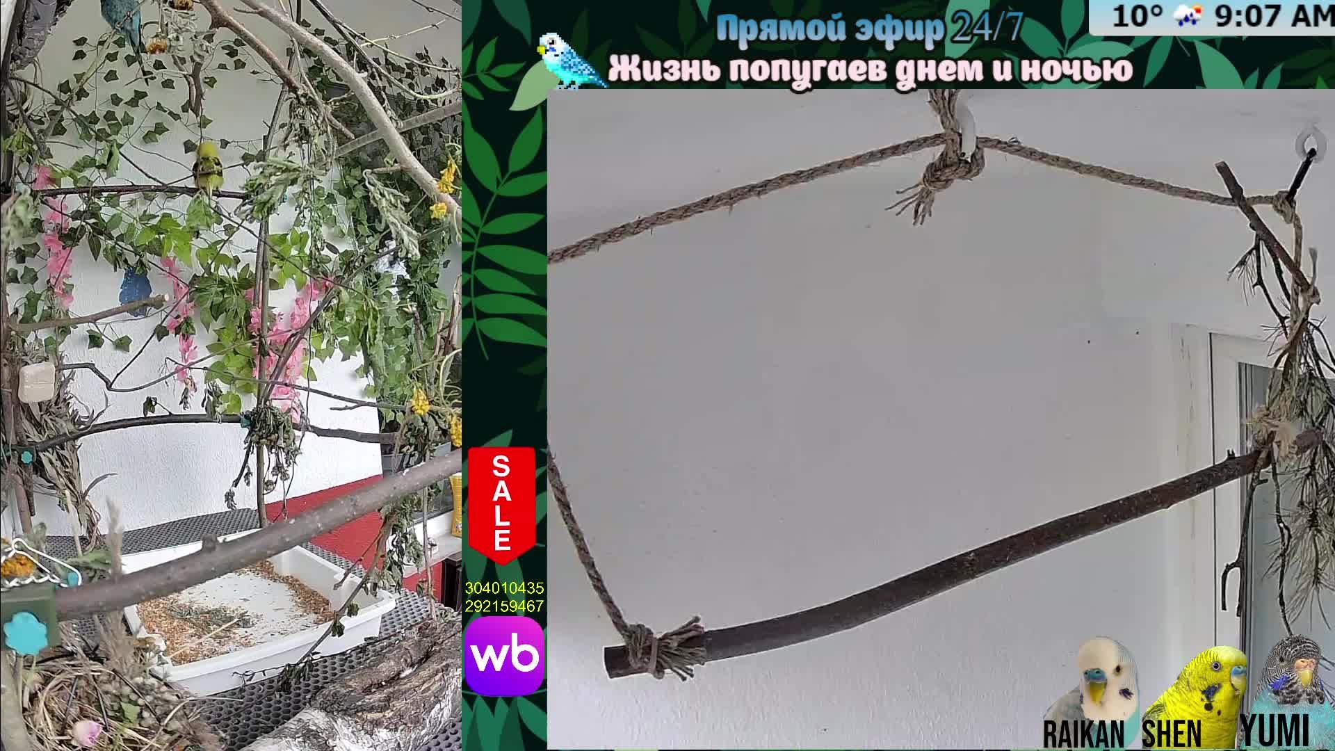 Волнистые попугаи 🦜🦜🦜 | авиарий на балконе📍