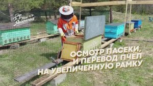 Общий осмотр пасеки, перевод пчёл на увеличенную рамку