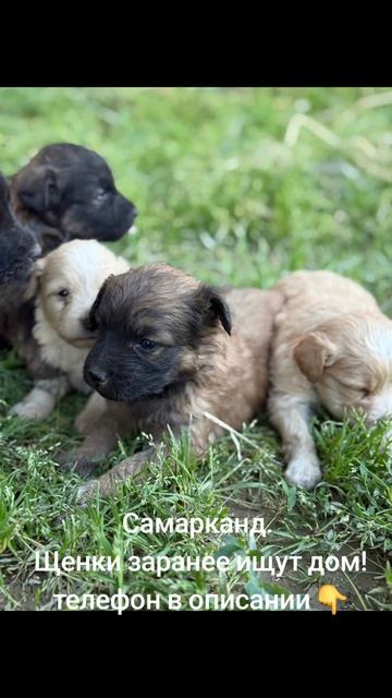 щенки ищут дом