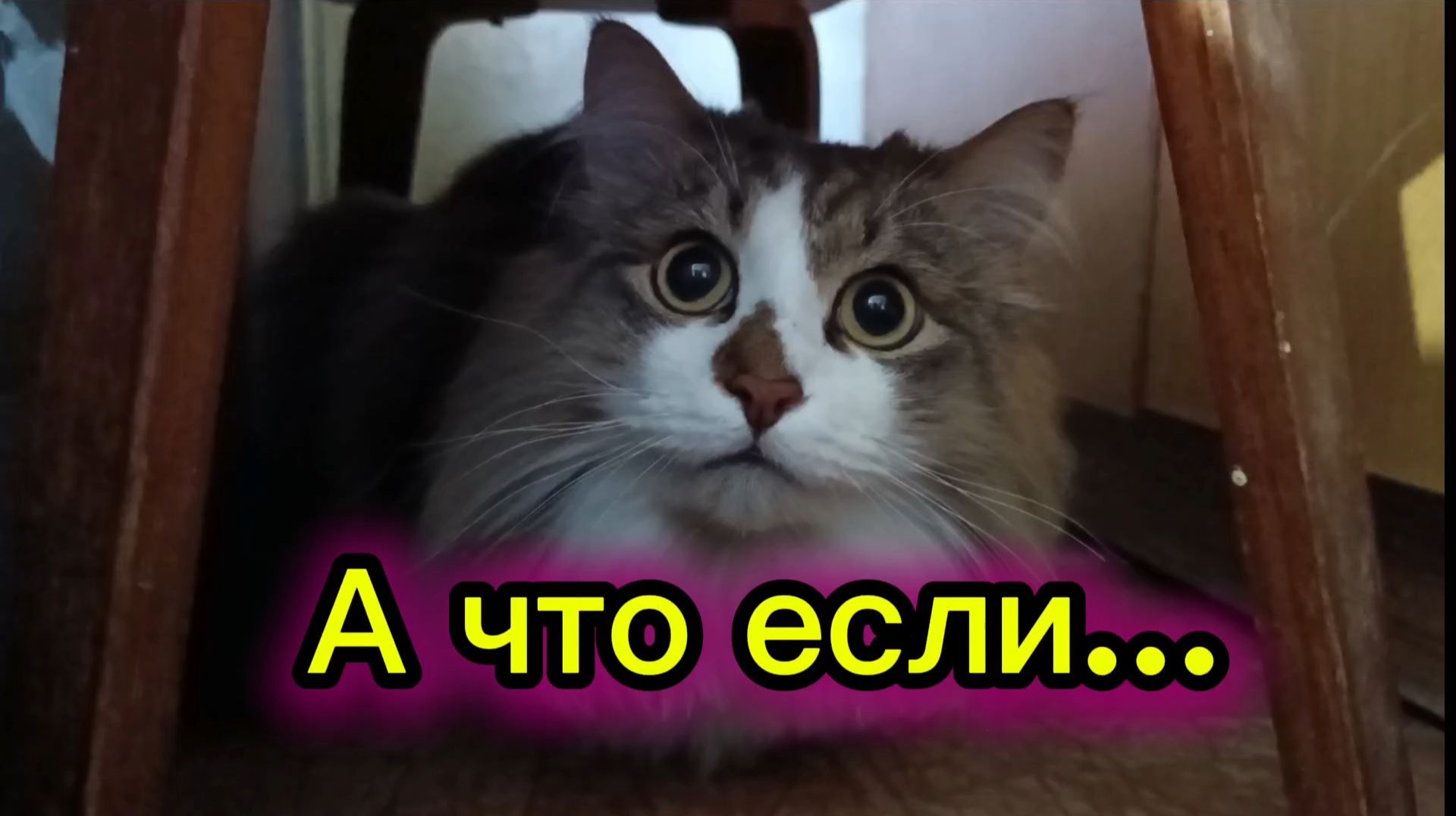 КОШКИ С ОЗВУЧКОЙ. А что если...