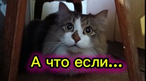 КОШКИ С ОЗВУЧКОЙ. А что если...
