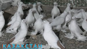 Шикарная коллекция голубей Мухтара в г. Атырау!