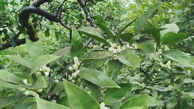 Цитрус в бутонах раскрываются)