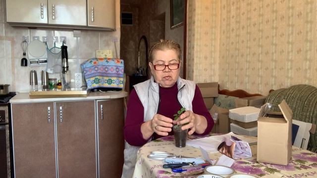 Собрала коробки для упаковки виктории.