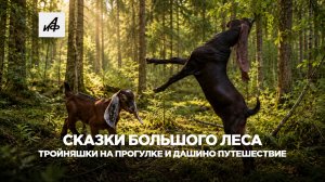 Сказки большого леса. Тройняшки на прогулке и Дашино путешествие