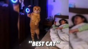 BRAWL SWAG FUNK | Super Slowed I Dancing Cats Edit
