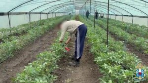 В Ростовской области в ходе миграционных рейдов по сельхозугодьям полицейские выявили 392 нарушения