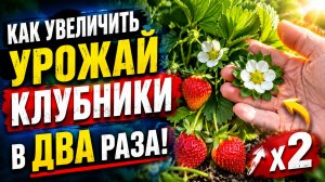 Урожай клубники будет больше в два раза, если сделать одну очень простую вещь!