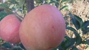 Яблоня Сикайши купит заказать саженцы,деревья 89885185098📲