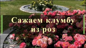 Сажаем клумбу из роз