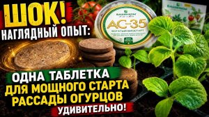Одна таблетка АС-35 Богатый биостарт – и огурцы растут!