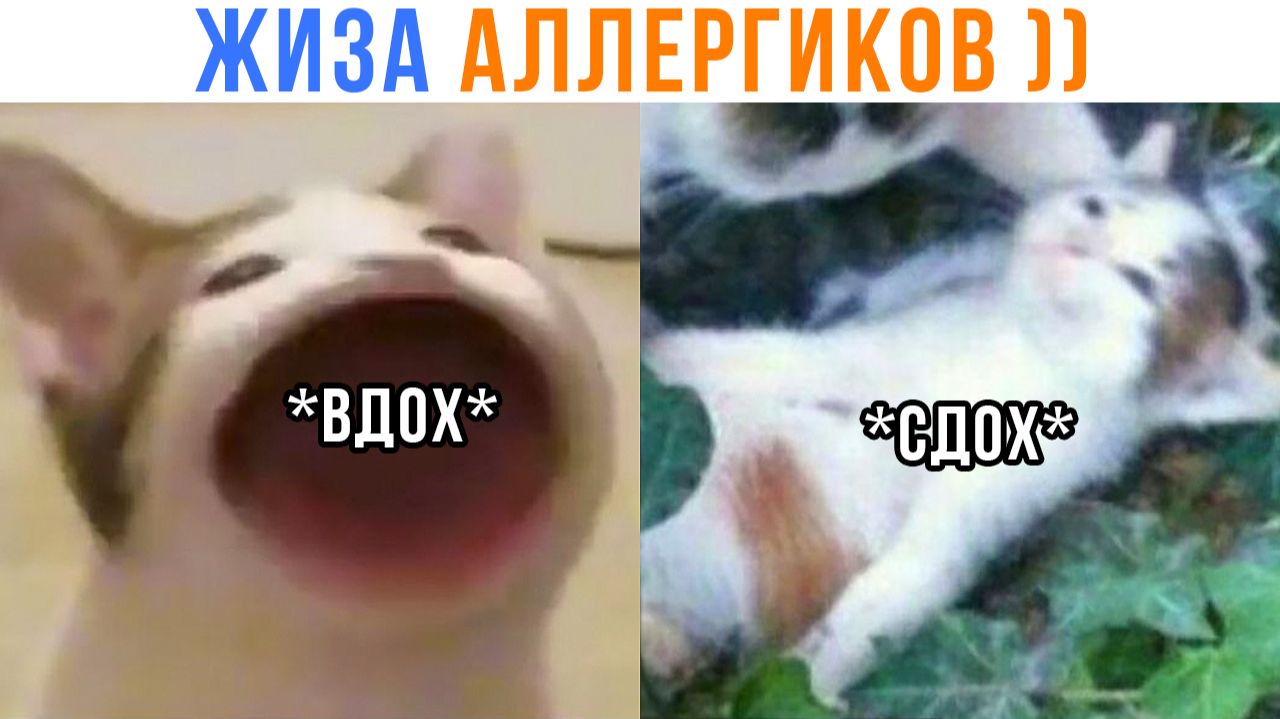 ВДОХ-СДОХ ))) Приколы | Мемозг 1754 смотреть онлайн