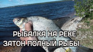 Рыбалка на реке. Лещи,густера на один фидер. Плотва с баклажан..