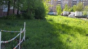 Кошачья банда скачет в волнах травы.