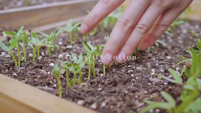 stay with cotton Посадка небольшого огрода на заднем дворе.Свежий урожай и корейское барбекю.
