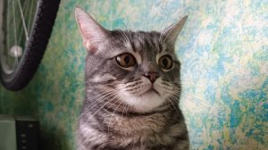 кошары кофе не пьют !