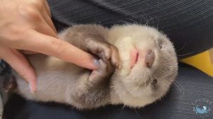 Детёныш выдры Baby Otter