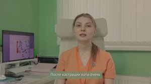 Послеоперационный уход после кастрации кота