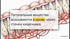 Окружающий мир 3 класс Дыхание и кровообращение